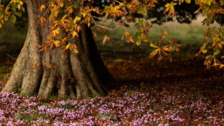Autumn crocuses blooming under a tree at Newark Park, Gloucestershire